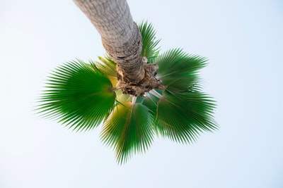 棕榈树低角度摄影